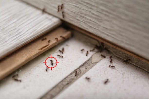 Best Pest Control Near Me  in Oak Harbor, WA