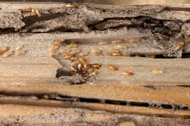 Best Flea Control Services  in Oak Harbor, WA