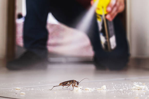 Best Rodent Control Near Me  in Oak Harbor, WA