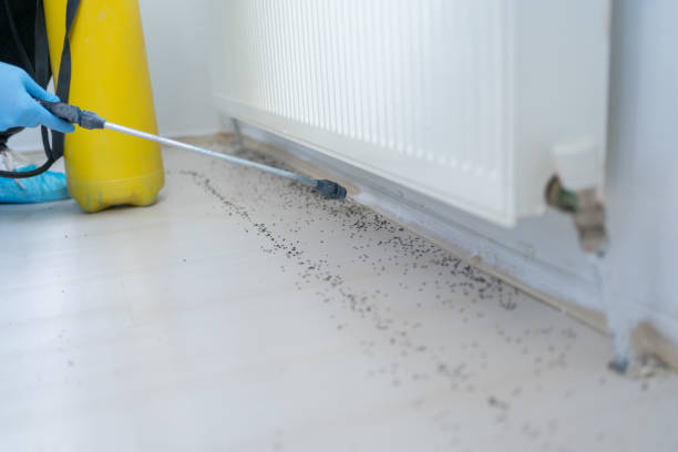 Best Affordable Pest Control Services  in Oak Harbor, WA